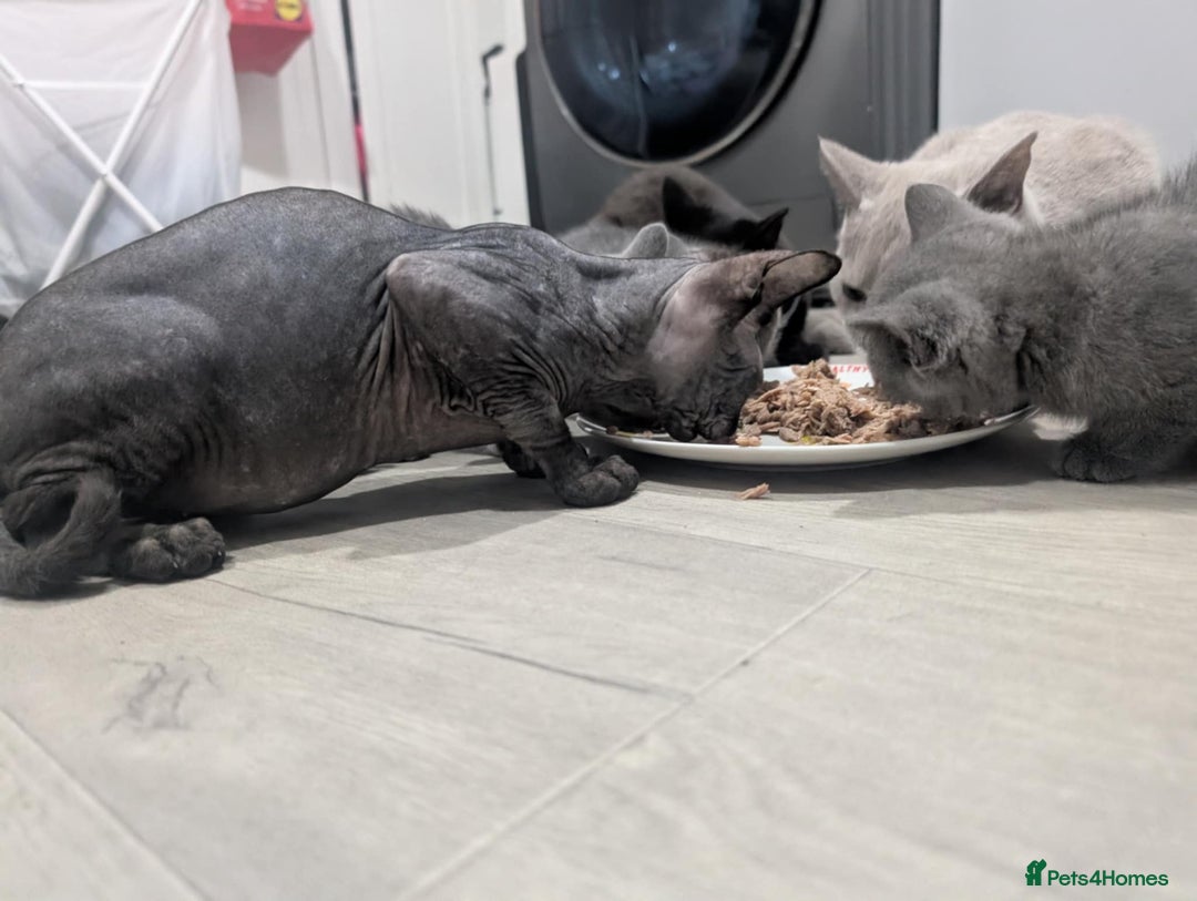 British Shorthair cats for sale: Sphynx boy and British shorthair girl  - Image 9