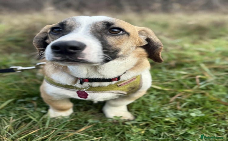 Mixed Breed dogs - Advert 1