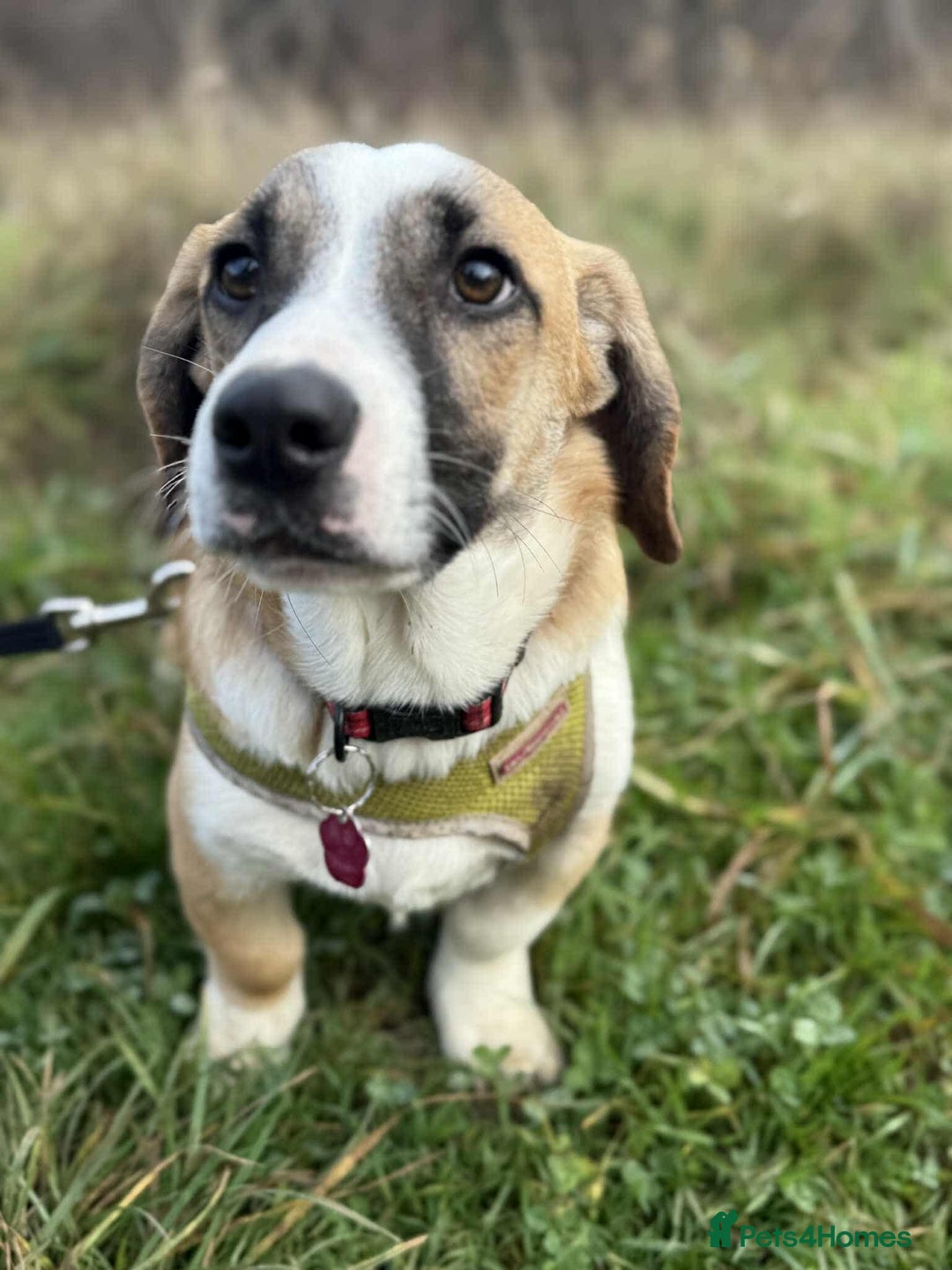 Mixed Breed dogs for adoption: SWEET LITTLE NOVA  - Image 1