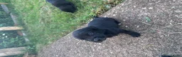 Mixed Breed dogs for sale: Labrador Spring crossed pups - Advert 5