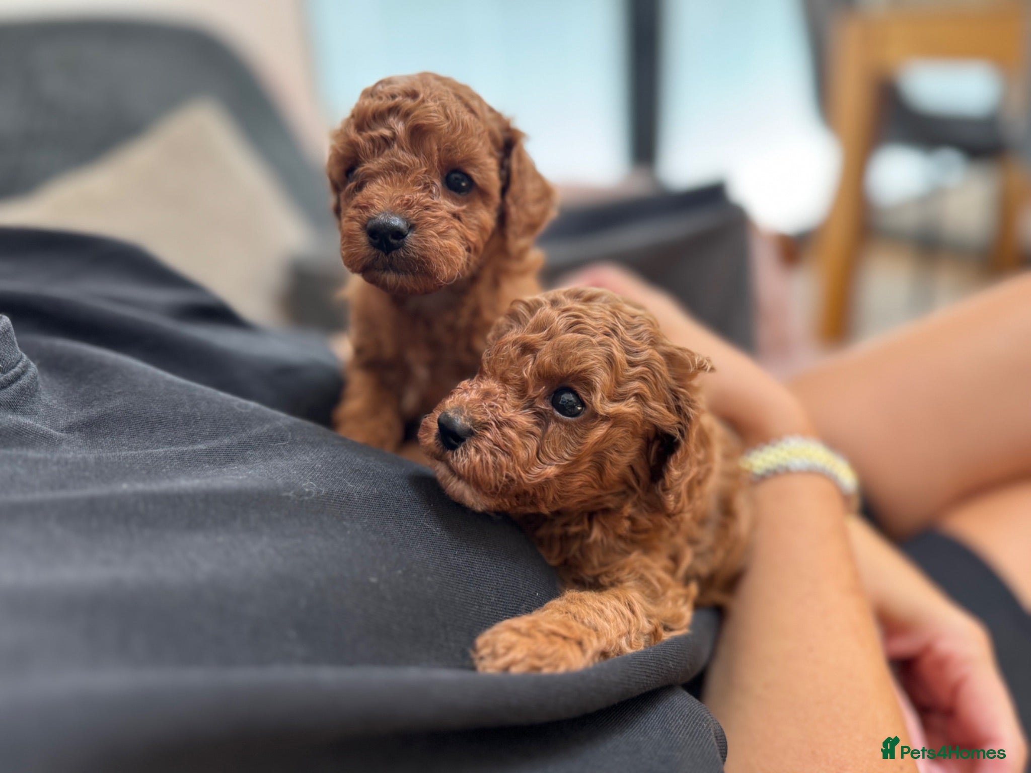 Cavapoo dogs Stunning F1b Cavapoos health tested - Advert 1
