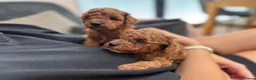 Cavapoo dogs for sale: Stunning F1b Cavapoos health tested - Advert 1