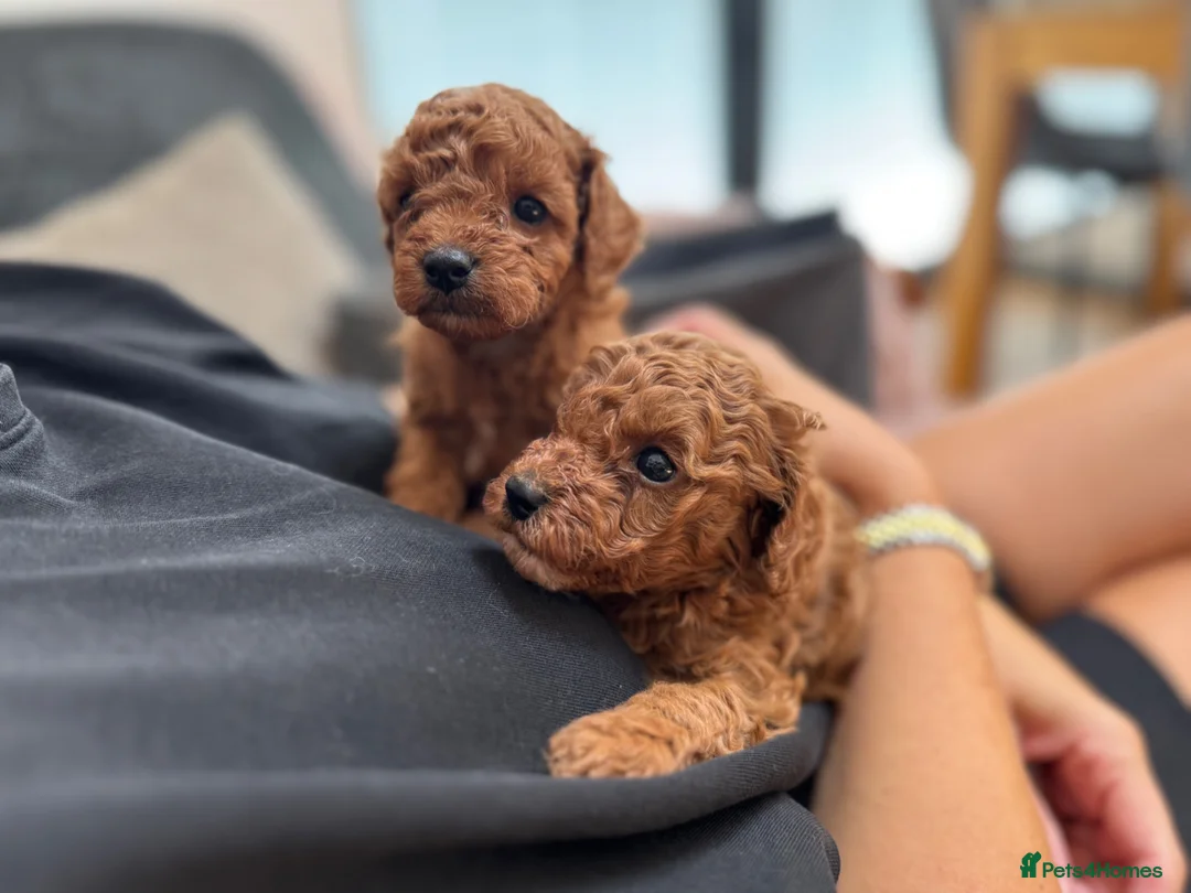 Cavapoo dogs for sale: Stunning F1b Cavapoos health tested - Advert 1