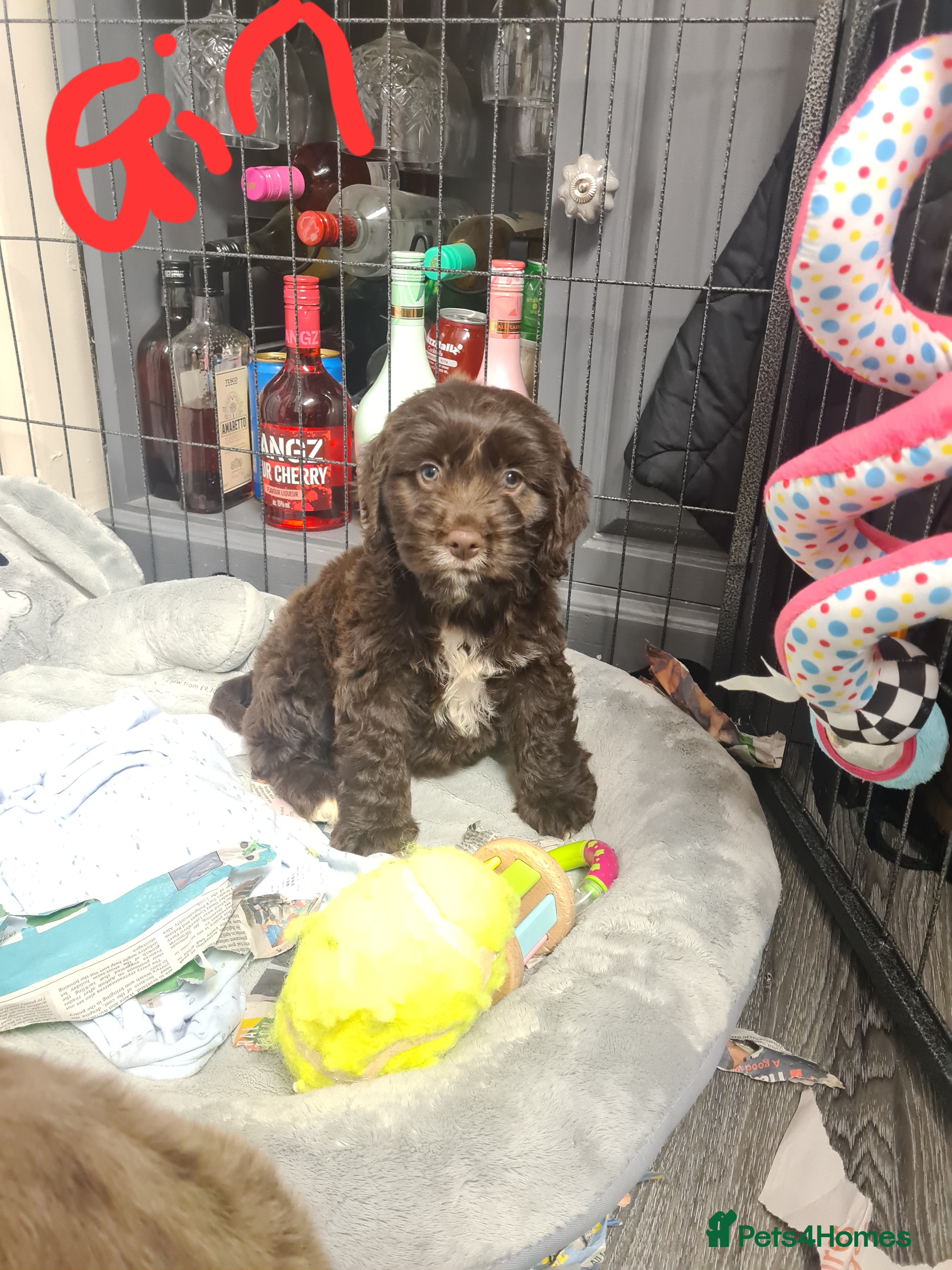 Cockapoo dogs Cockerpoo f2 - Advert 3