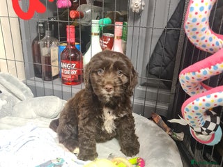 Cockapoo dogs Cockerpoo f2 - Advert 1