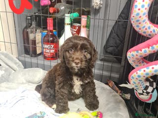 Cockapoo dogs Cockerpoo f2 - Advert 15