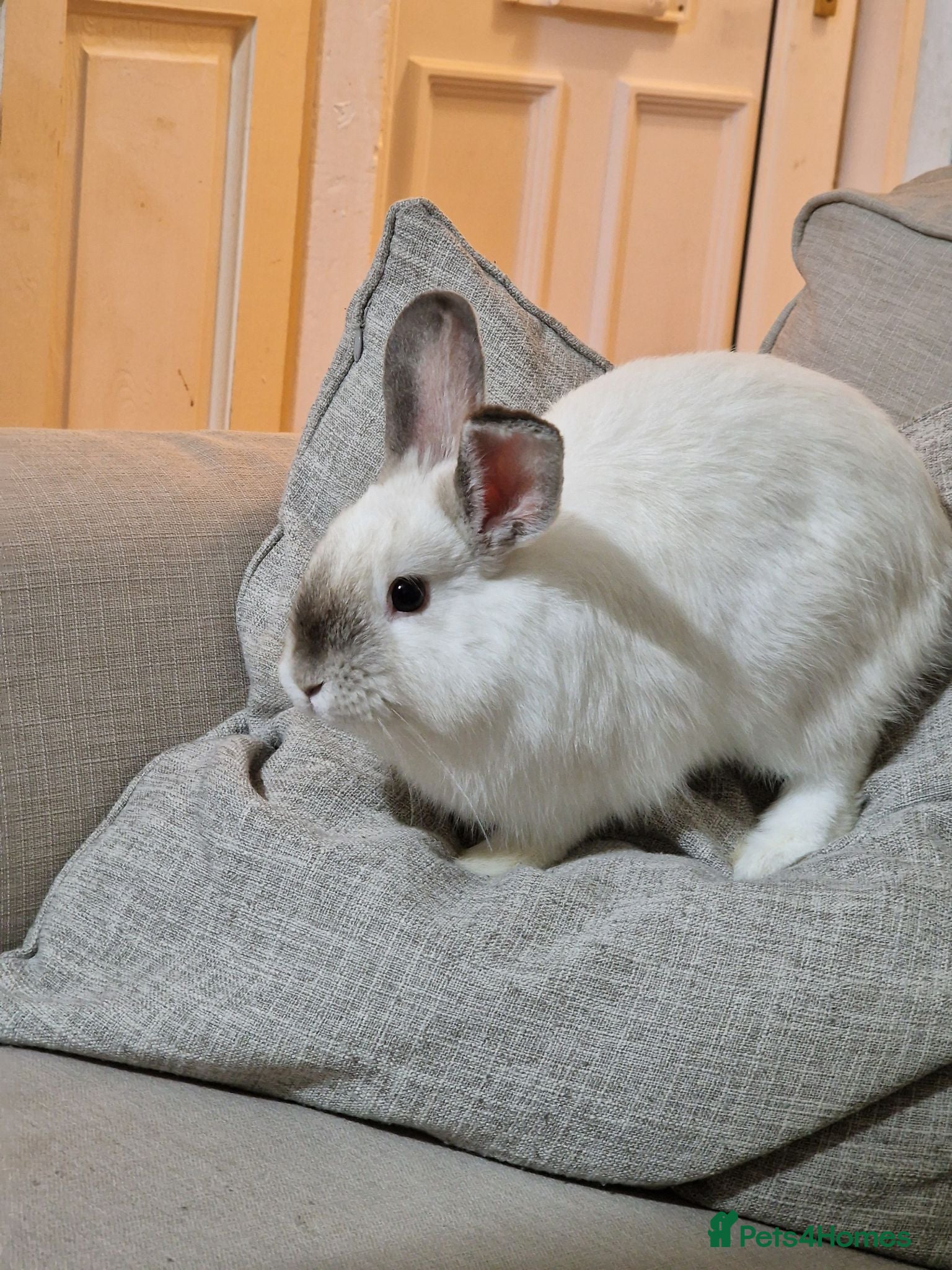 Mini Lop rabbits Adorable boy Rabbit Looking for a New Home 🏡 - Advert 15