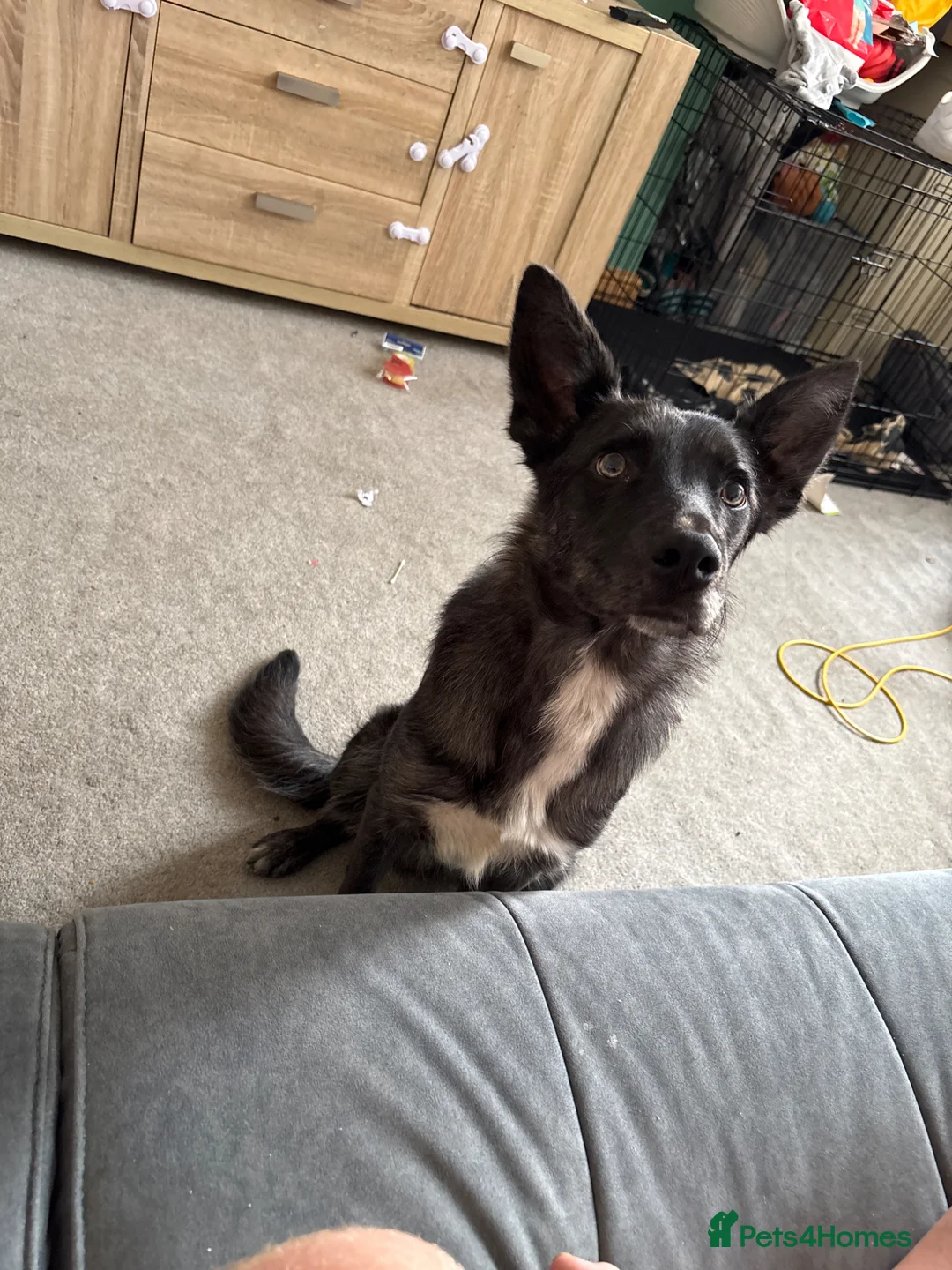 Mixed Breed dogs for sale: Border collie mix - Advert 1