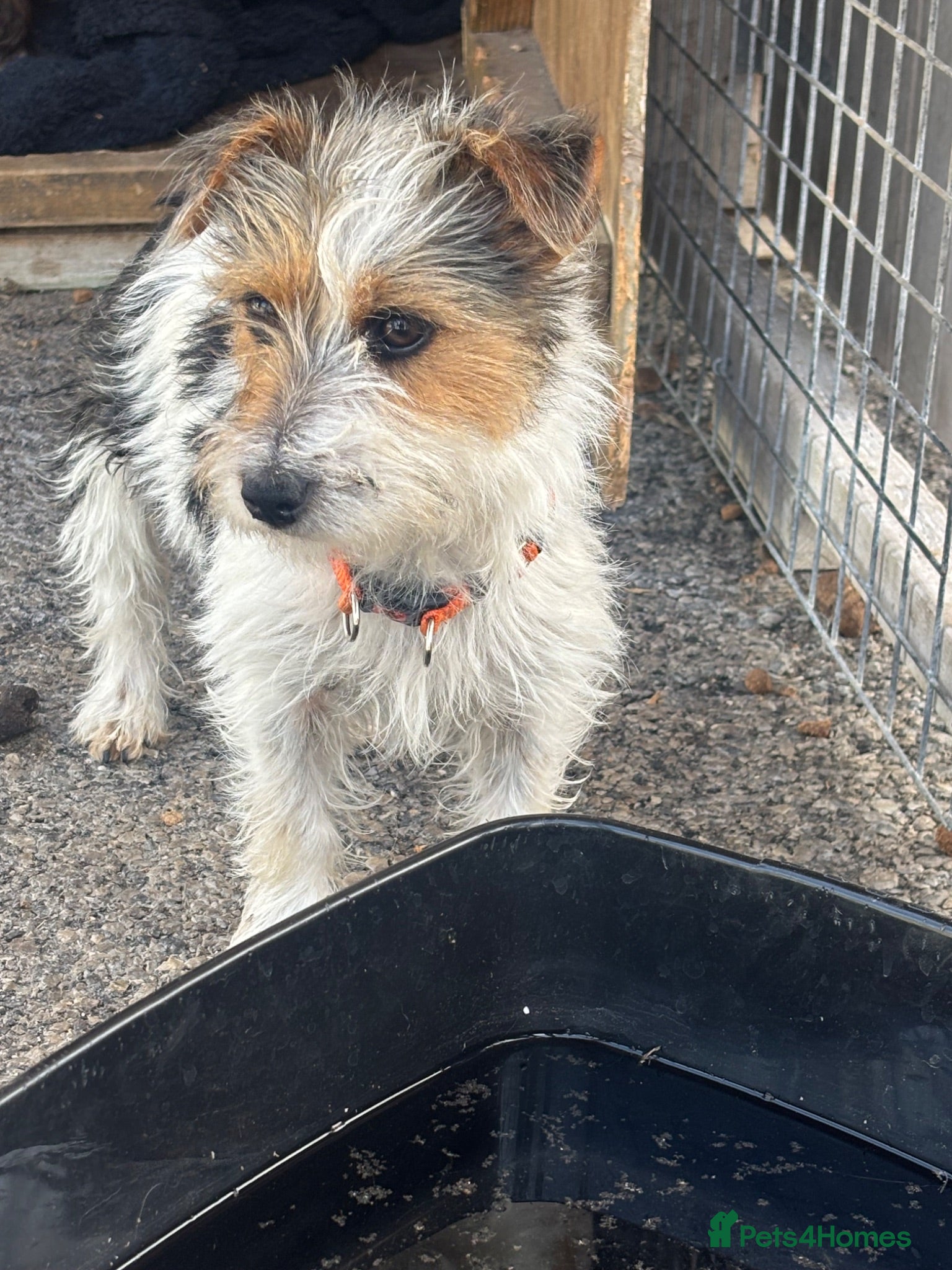 Mixed Breed dogs pups  - Advert 2