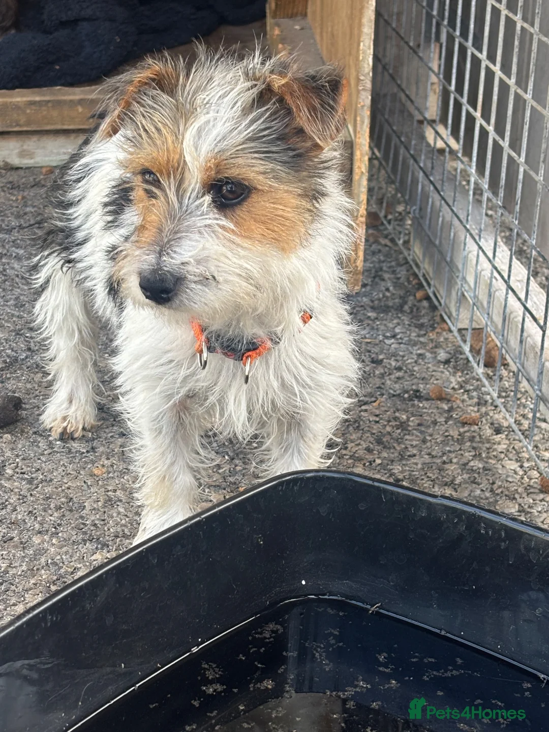 Mixed Breed dogs for sale: pups  - Advert 1