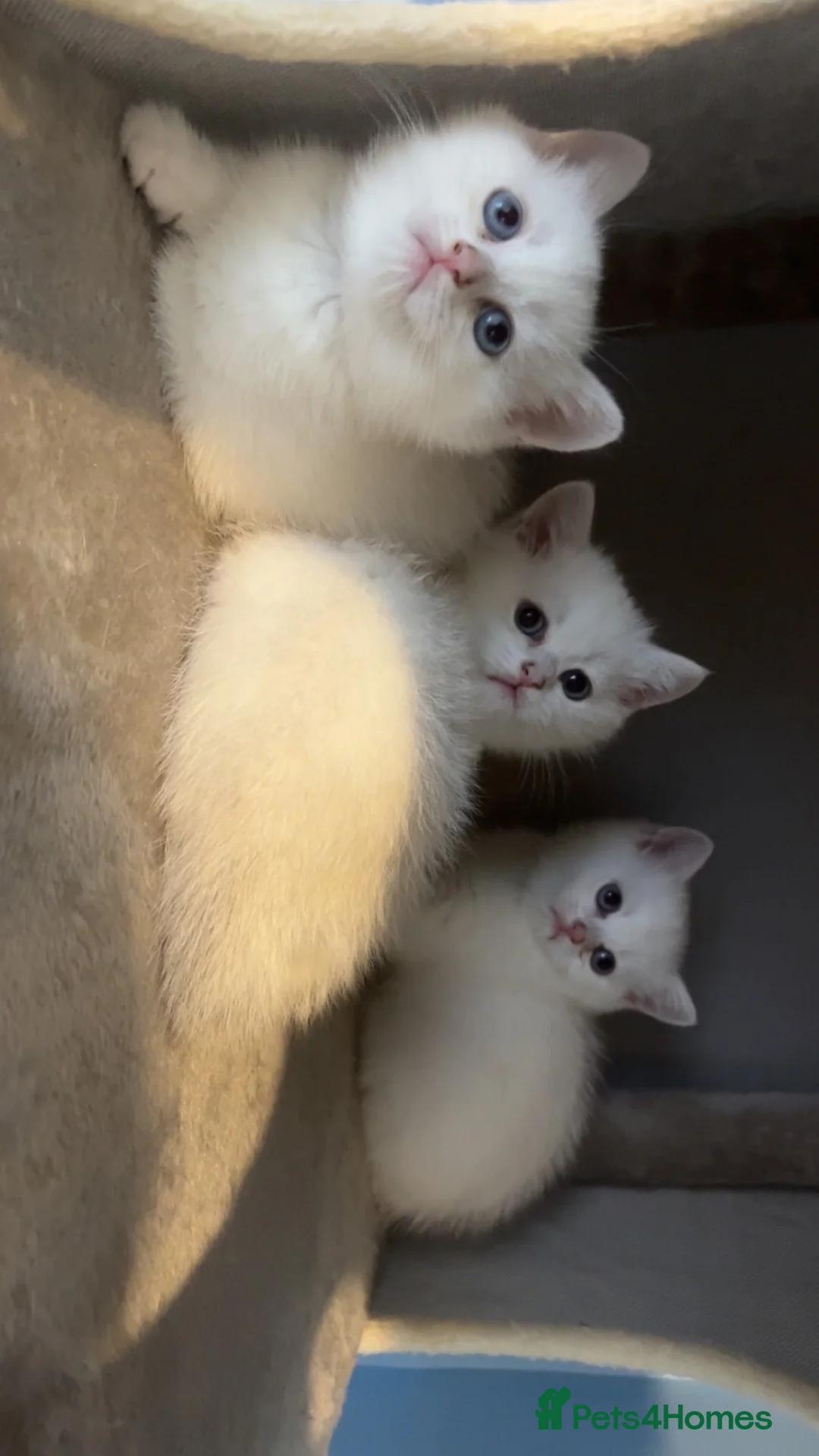 British Shorthair cats for sale: 1 bsh kitten left only 😻🏡✨ - Advert 1