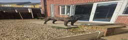 Cane Corso dogs for sale: Beautiful cane corso x puppies  - Advert 18