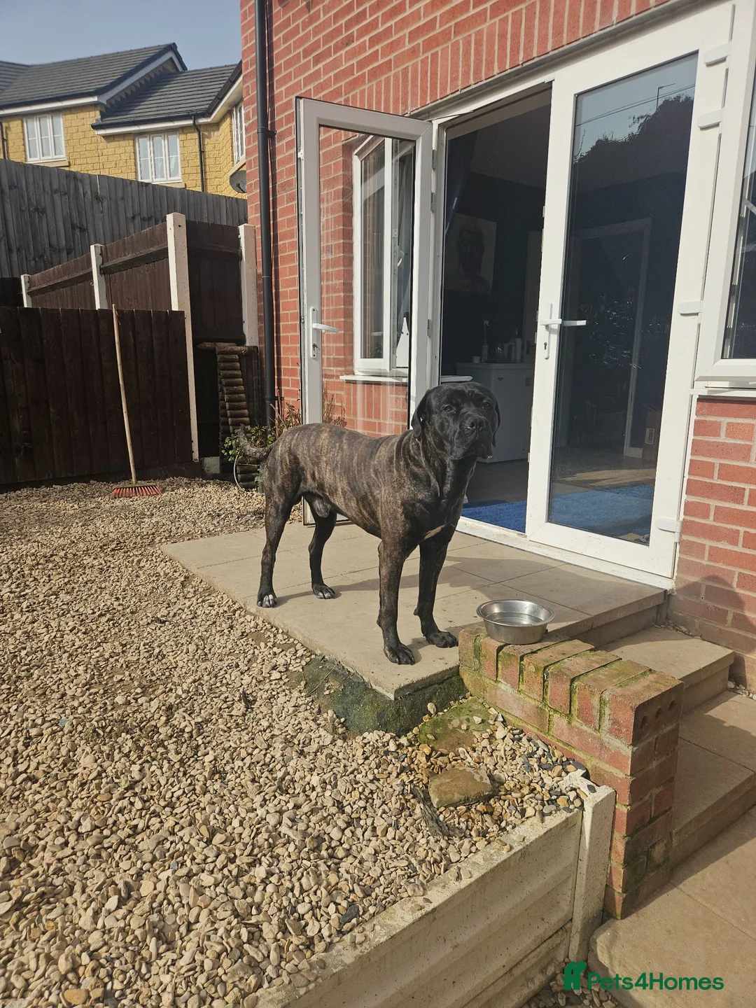 Cane Corso dogs for sale: Beautiful cane corso x puppies  - Advert 18