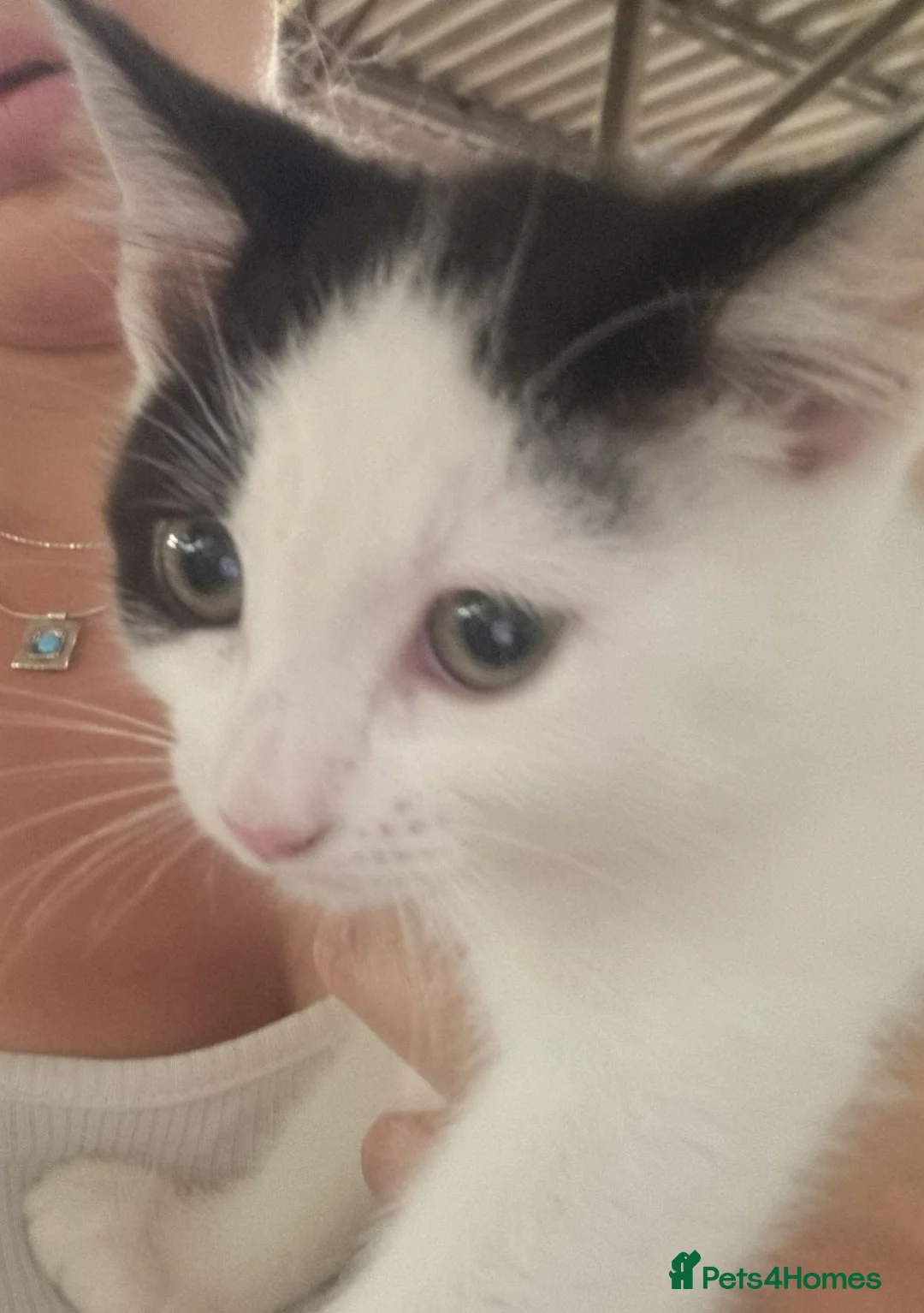 Mixed Breed cats for sale: Beautiful female kitten for sale - Advert 5