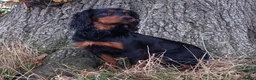 Cocker Spaniel dogs for stud: KC Reg  Proven Working Cocker Spaniel for Stud - Advert 1