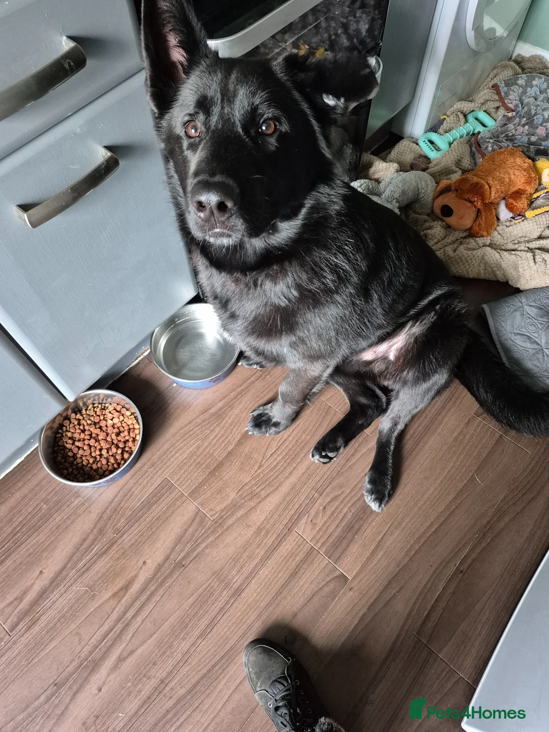 German Shepherd dogs for sale: Male black german shepard in Leamington Spa - Advert 1
