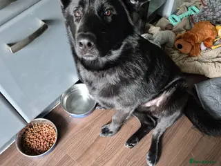 German Shepherd dogs Male black german shepard - Advert 1