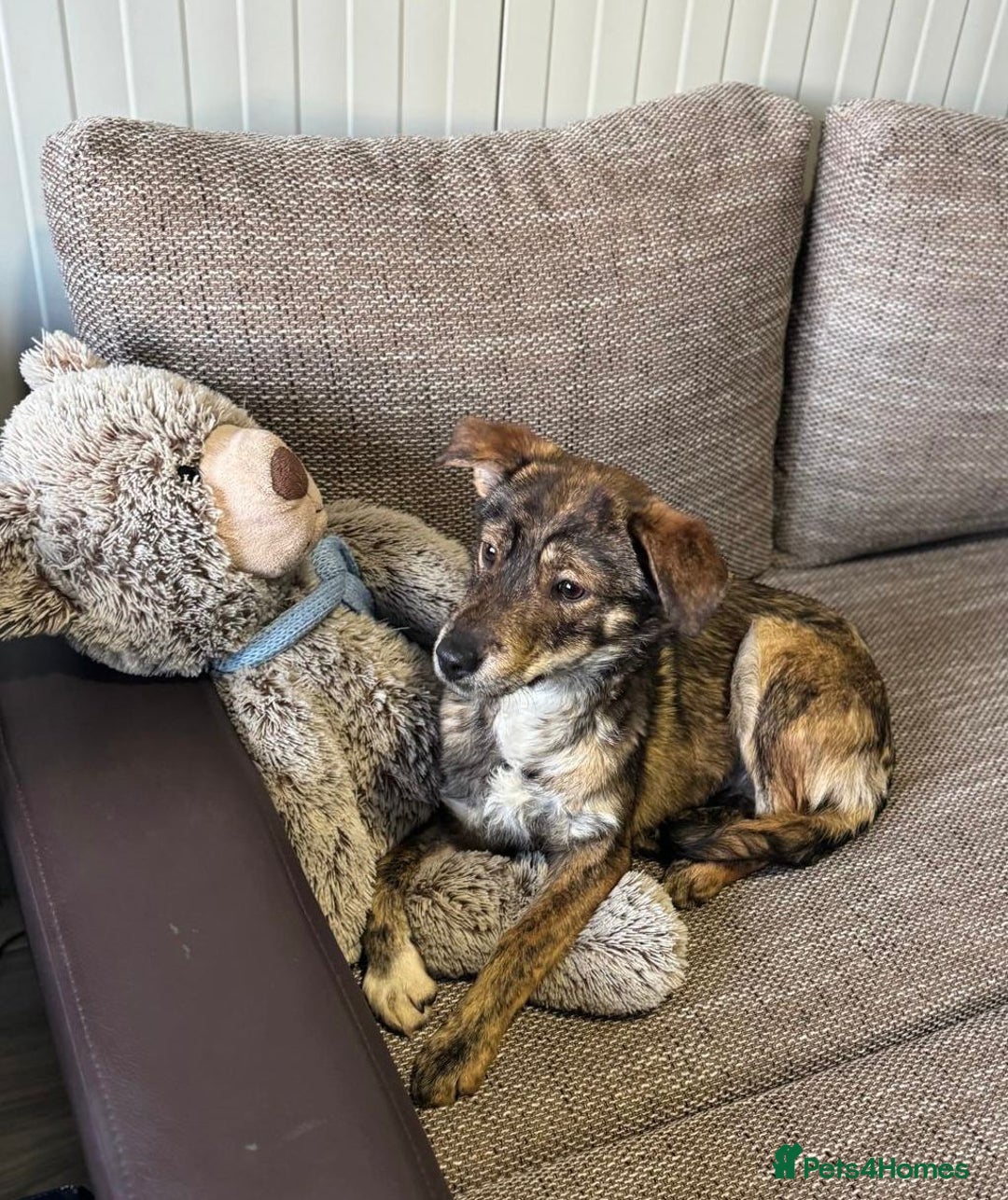 Mixed Breed dogs for adoption: Beautiful Bella needs her special home - Advert 12