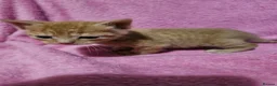 Mixed Breed cats for sale: Persain X Domestic Available  - Advert 20