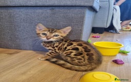 Bengal cats for sale: Quality bengal kittens TICA registered - Image 9
