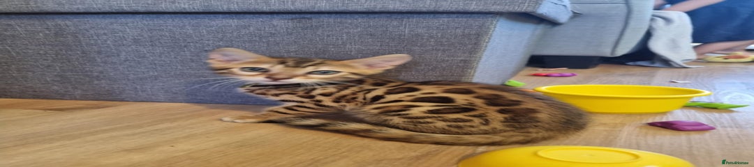 Bengal Kitten 1