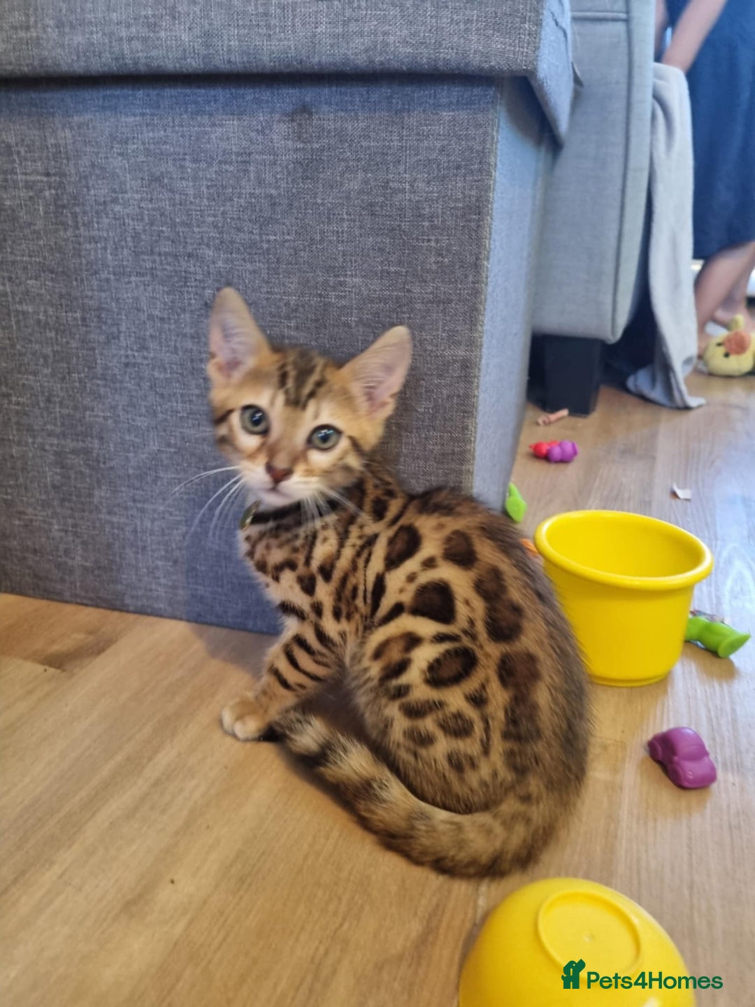 Bengal cats for sale: Quality bengal kittens TICA registered - Image 9