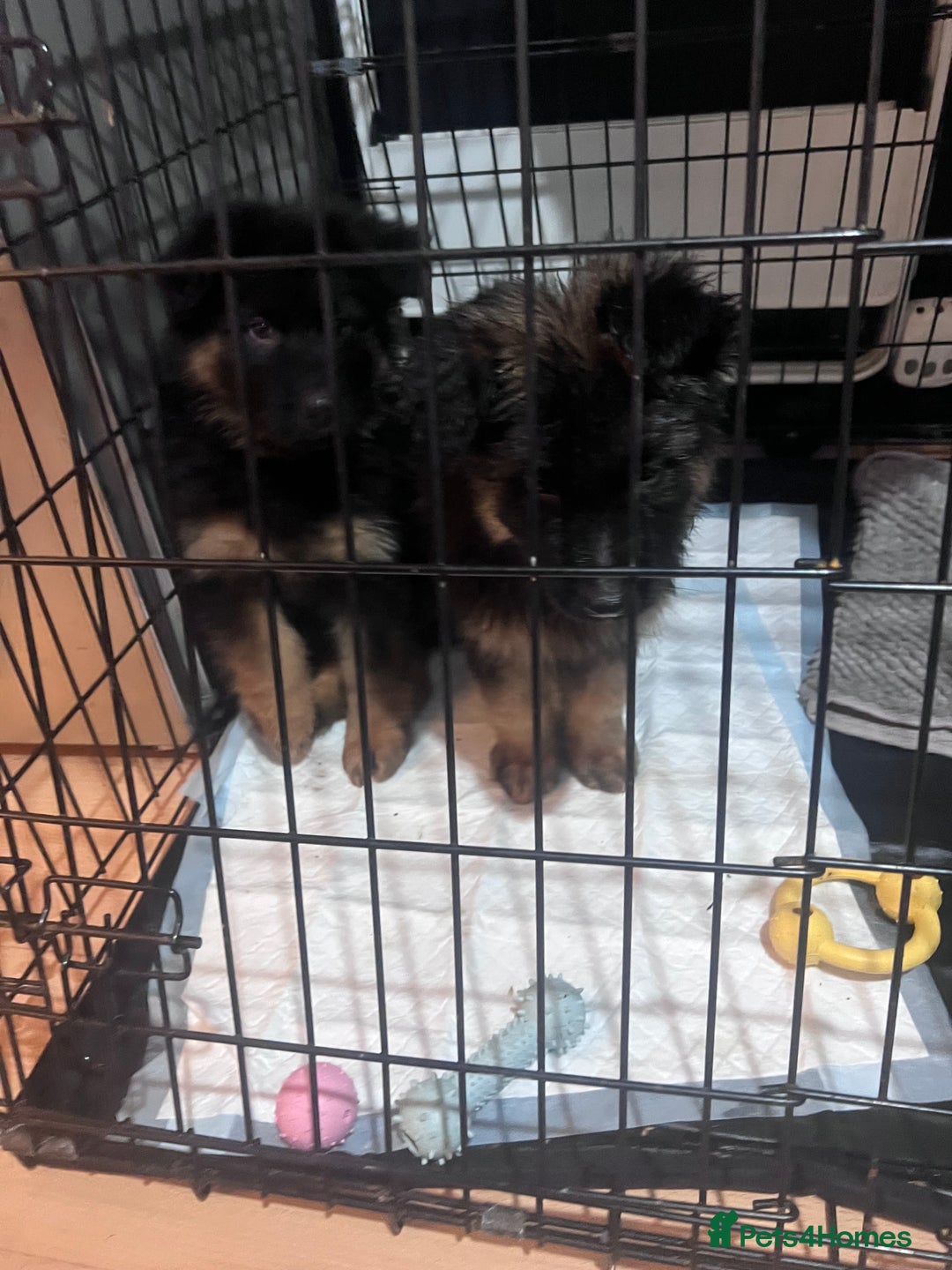 German Shepherd dogs for sale: 7 German Shepherd puppies  - Advert 4