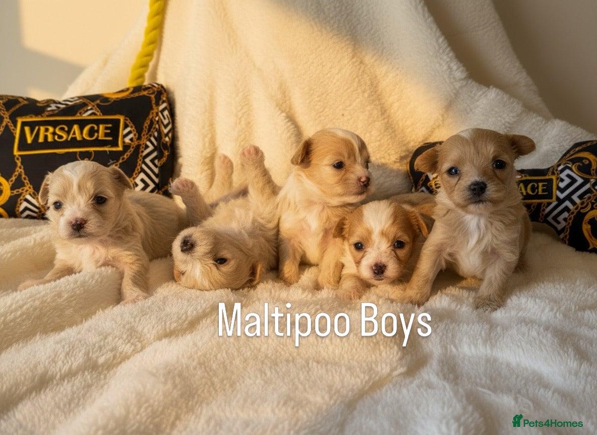 Maltipoo dogs Gorgeous Teddy Bear F1 Maltipoo  - Advert 1