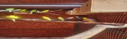 Budgerigars birds for sale: Budgies  - Advert 4