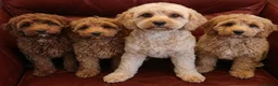 Cockapoo dogs for sale: Adorable Cockapoos Looking for Loving Homes 🐶❤️  - Advert 11