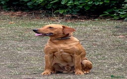 Labrador Retriever dogs for sale: FOX RED LABRADORS OUTSTANDING HEALTH 280 PLUS DNA - Image 8