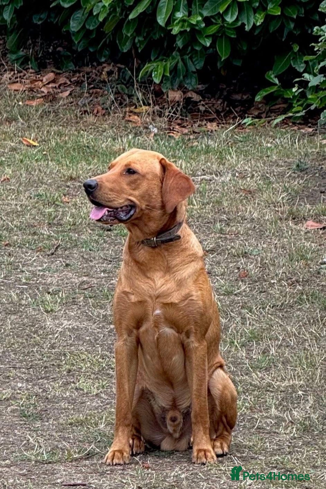 Labrador Retriever dogs for sale: FOX RED LABRADORS OUTSTANDING HEALTH 280 PLUS DNA - Image 8