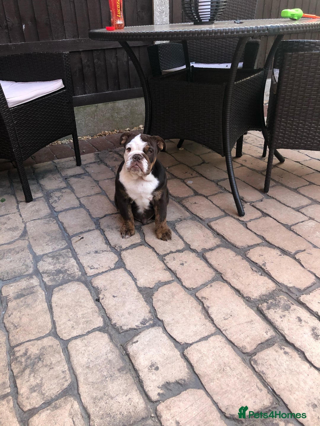 English Bulldog dogs for sale: 4yr old Male British bulldog  - Advert 2