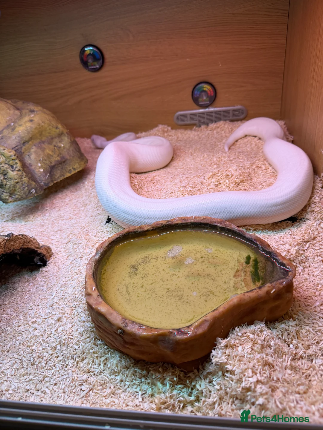 Python Snake reptiles for sale: Royal Pythons Banana(F) Superfire(M) - Advert 2
