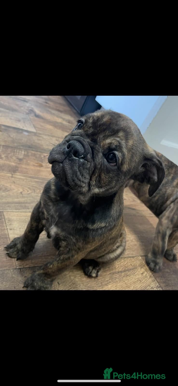 English Bulldog dogs Old English Bulldog Puppies READY NOW - Advert 10