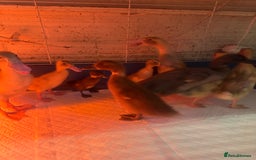 Ducks poultry for sale: 7 runner ducklings ducks Indian runner  - Image 4