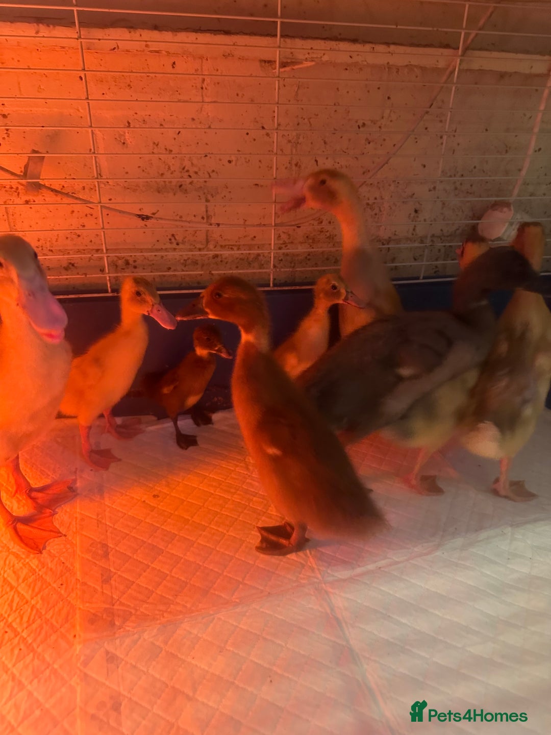 Ducks poultry for sale: 7 runner ducklings ducks Indian runner  - Image 4