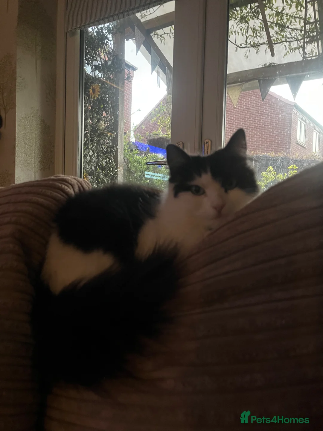 British Longhair cats for sale: Long haired British black and white female cat  in Hull - Advert 1