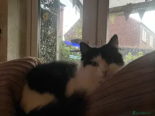 British Longhair cats Long haired British black and white female cat - Advert 2