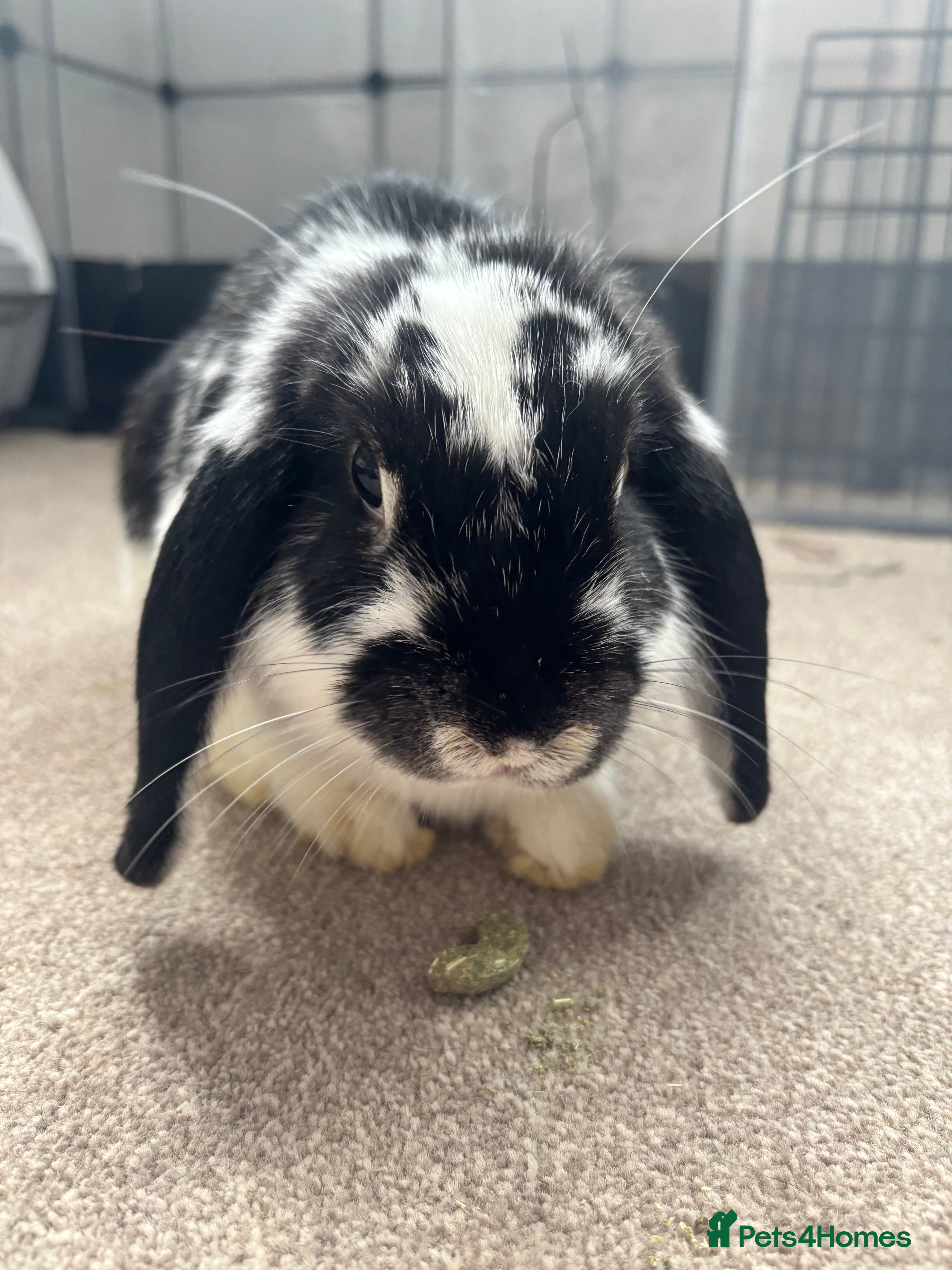 Mini Lop rabbits Bonnie & Brownie - Advert 5