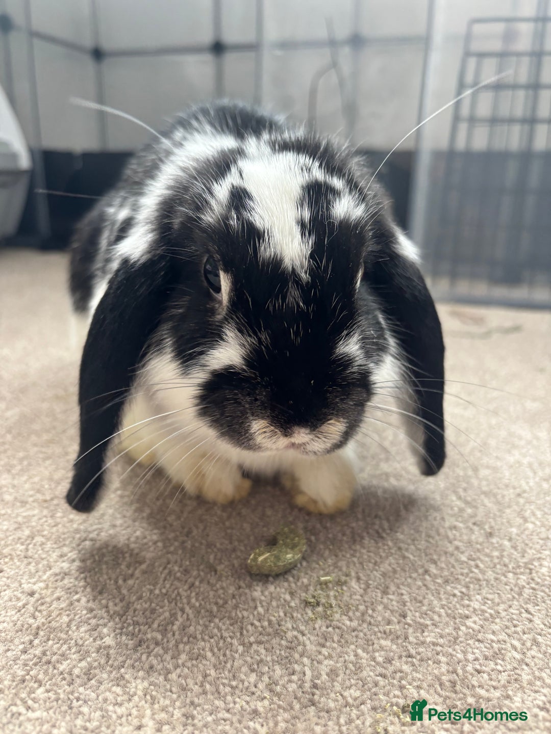 Mini Lop rabbits for sale: Bonnie & Brownie - Advert 1
