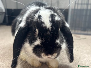 Mini Lop rabbits Bonnie & Brownie - Advert 1