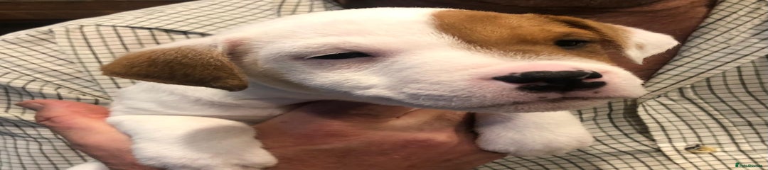 Parson Russell Puppy 3