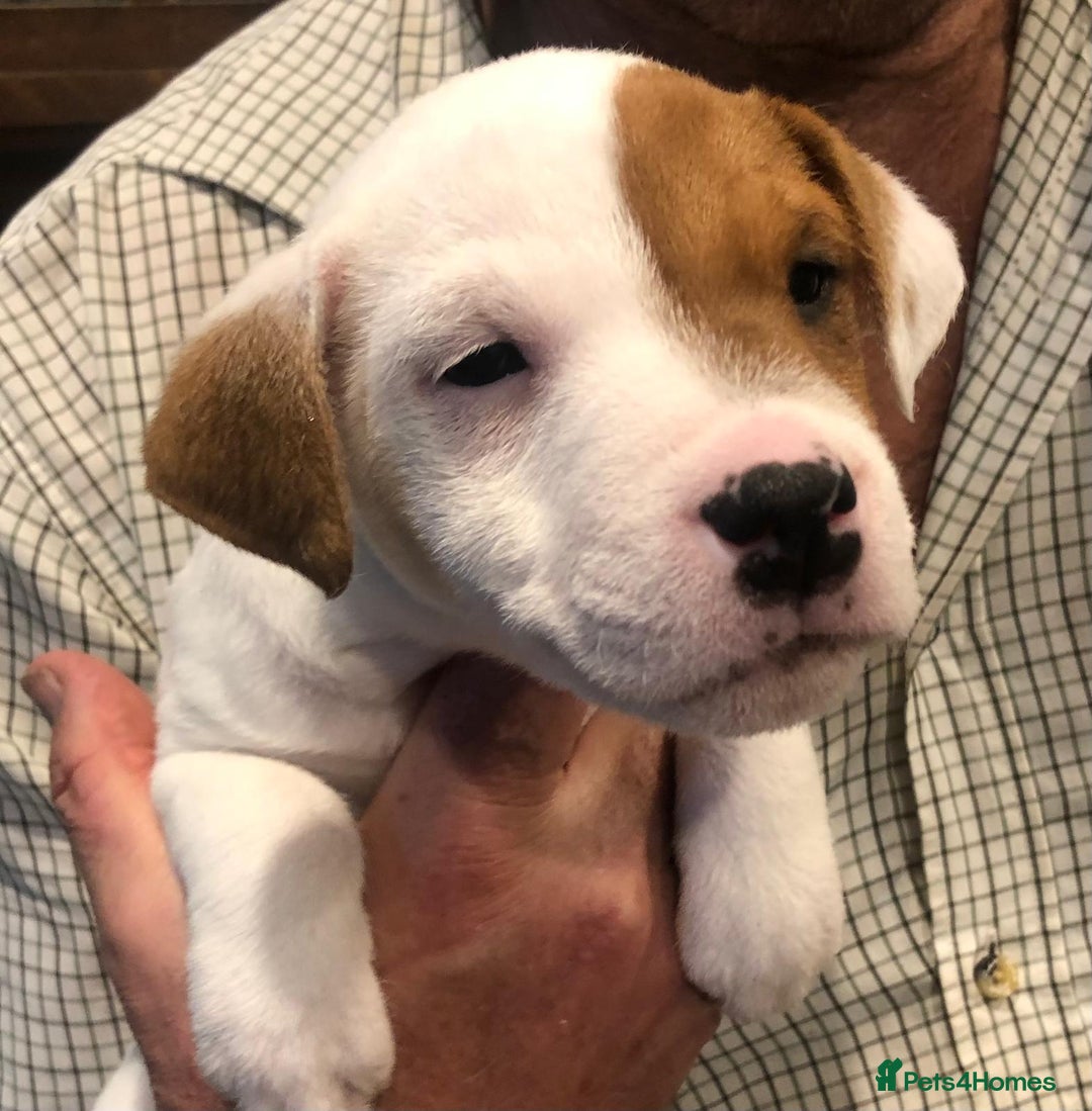 Parson Russell dogs for sale: Parson Russell for sale - Image 4