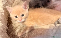Ragdoll cats for sale: Sealpoint x kittens - Image 7
