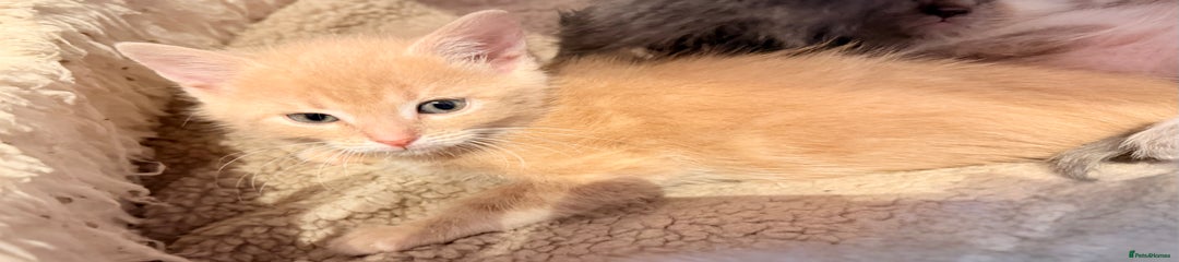 Ragdoll Kitten 2