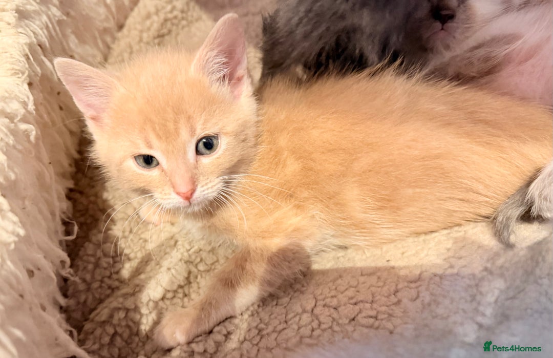 Ragdoll cats for sale: Sealpoint x kittens - Image 7