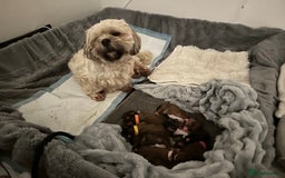 Lhasa Apso dogs for sale: Full Pedigree KC REG LHASA APSO PUPPIES !!! - Image 9