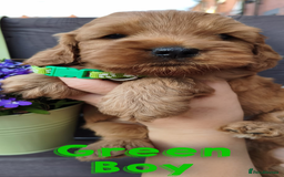 Cockapoo dogs for sale: Beautiful F1 Cockapoo Puppies - 3 boys 1 girl - Image 11