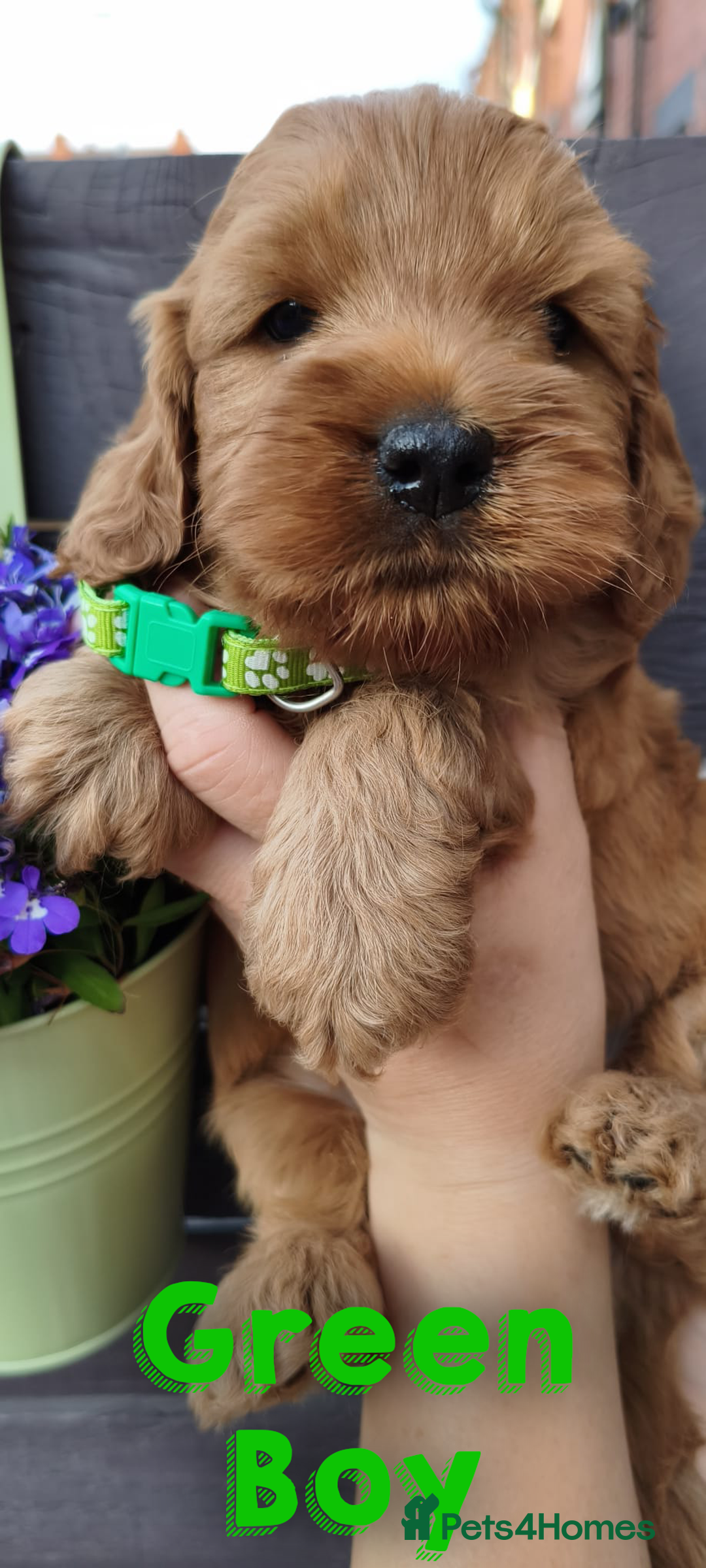 Cockapoo dogs for sale: Beautiful F1 Cockapoo Puppies - 3 boys 1 girl - Image 11